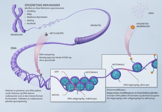 Figur, epigenetiske mekanismer