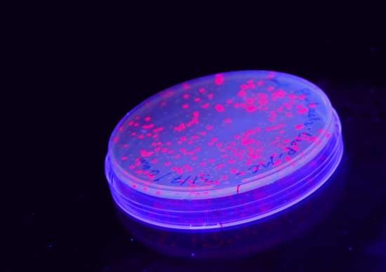 Skål med raude E. coli-bakteriar