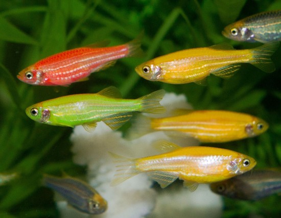 Genmodifiserte sebrafisker i flere farger