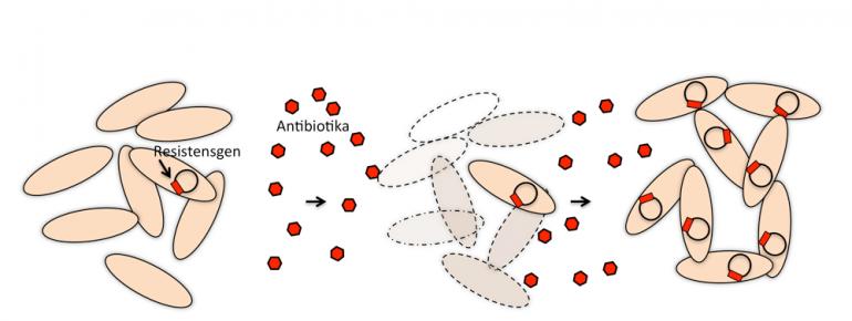 Grafikk: De resistente bakteriene tar over.